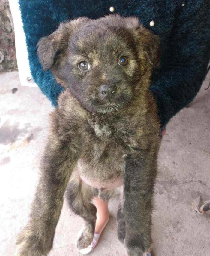 Cachorro ra a  idade 2 a 6 meses nome Chocolate 