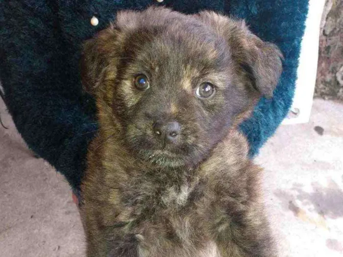 Cachorro ra a  idade 2 a 6 meses nome Chocolate 