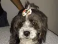 Suzi 