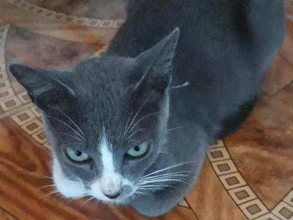 Gato raça  idade  nome Xane, Lola e Pocoyo