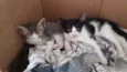 Xane, Lola e Pocoyo