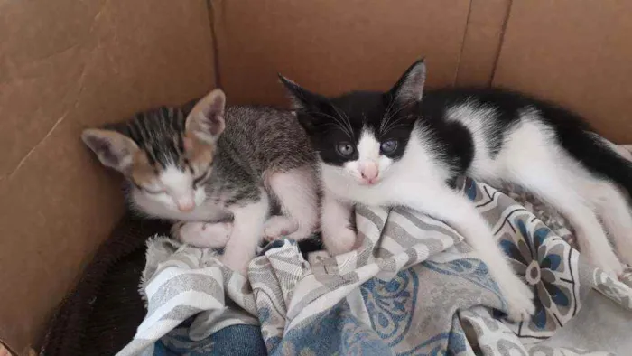 Gato raça  idade  nome Xane, Lola e Pocoyo
