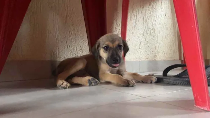 Cachorro raça Srd idade 2 a 6 meses nome Maionese castrada 