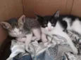Xane, Lola e Pocoyo