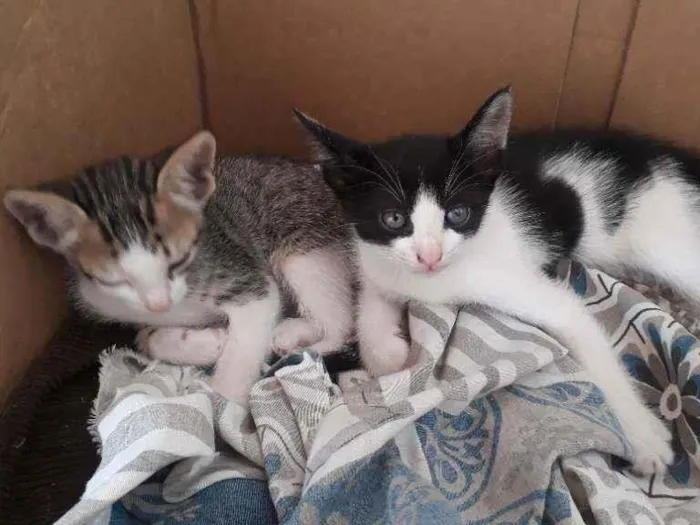 Gato raça  idade  nome Xane, Lola e Pocoyo