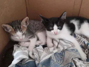 Gato raça  idade  nome Xane, Lola e Pocoyo