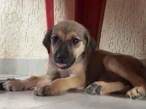 Cachorro raça Srd idade 2 a 6 meses nome Maionese castrada 