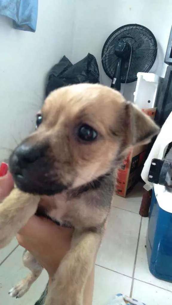 Cachorro ra a  idade Abaixo de 2 meses nome Fofinha