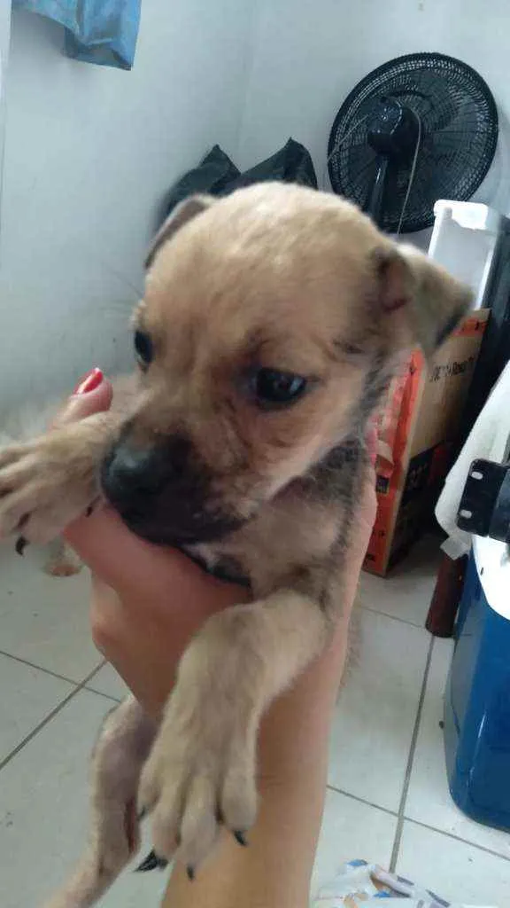 Cachorro ra a  idade Abaixo de 2 meses nome Fofinha