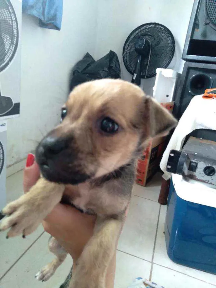 Cachorro ra a  idade Abaixo de 2 meses nome Fofinha