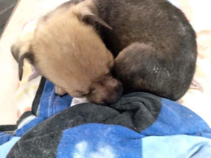 Cachorro ra a  idade Abaixo de 2 meses nome Fofinha