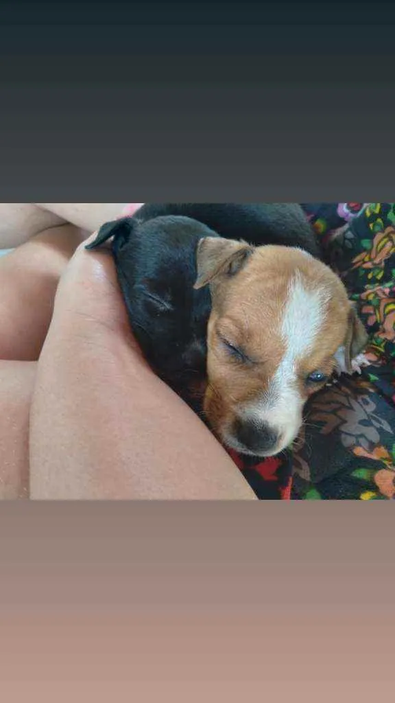 Cachorro ra a  idade Abaixo de 2 meses nome Fofinha