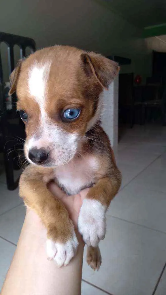 Cachorro ra a  idade Abaixo de 2 meses nome Fofinha