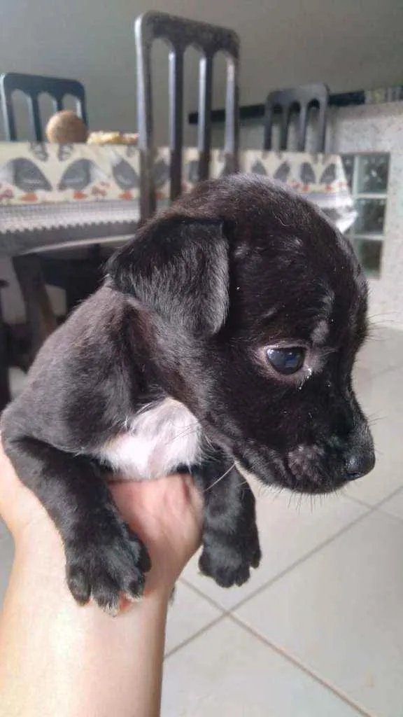 Cachorro ra a  idade Abaixo de 2 meses nome Fofinha