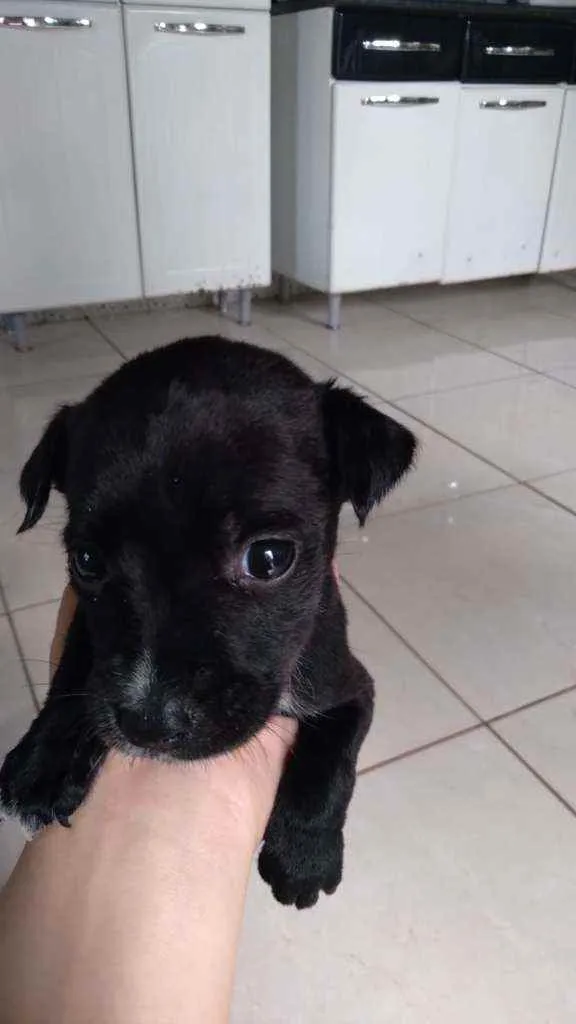 Cachorro ra a  idade Abaixo de 2 meses nome Fofinha