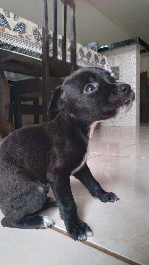 Cachorro ra a  idade Abaixo de 2 meses nome Fofinha