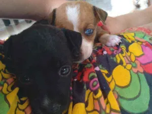 Cachorro raça  idade Abaixo de 2 meses nome Fofinha