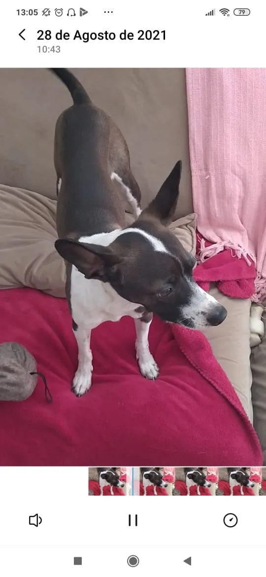 Cachorro raça SRD idade 1 ano nome MARIA AMORA