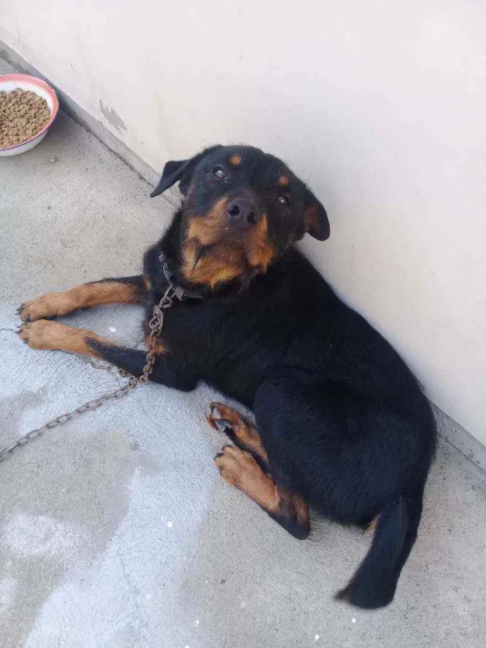 Cachorro ra a Rotiveiller  idade 2 anos nome Thor