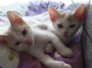 Gato raça Srd idade Abaixo de 2 meses nome Paçoca