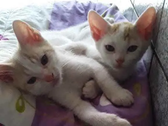 Gato raça Srd idade Abaixo de 2 meses nome Paçoca