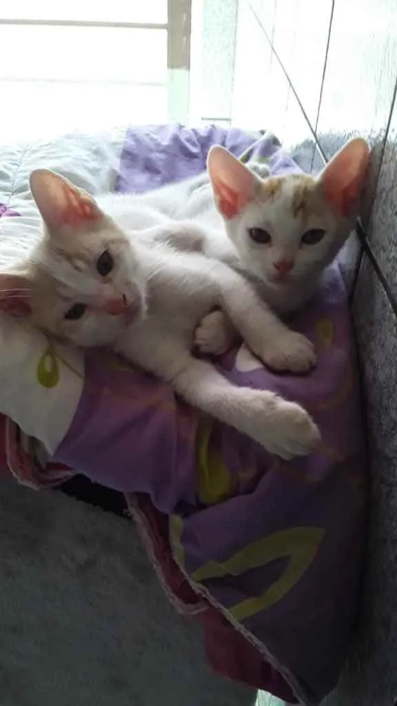 Gato raça Srd idade Abaixo de 2 meses nome Mingau