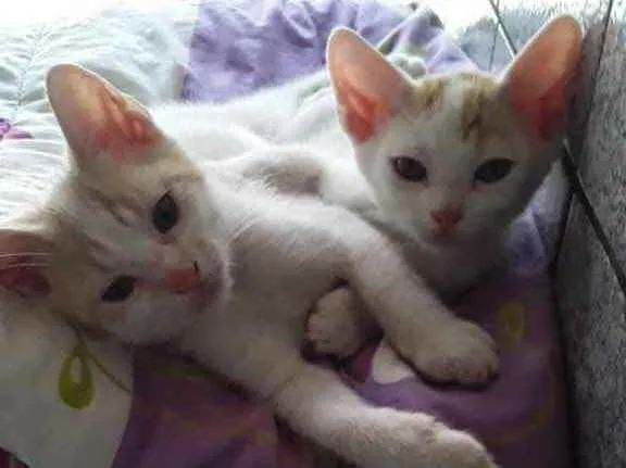 Gato raça Srd idade Abaixo de 2 meses nome Mingau