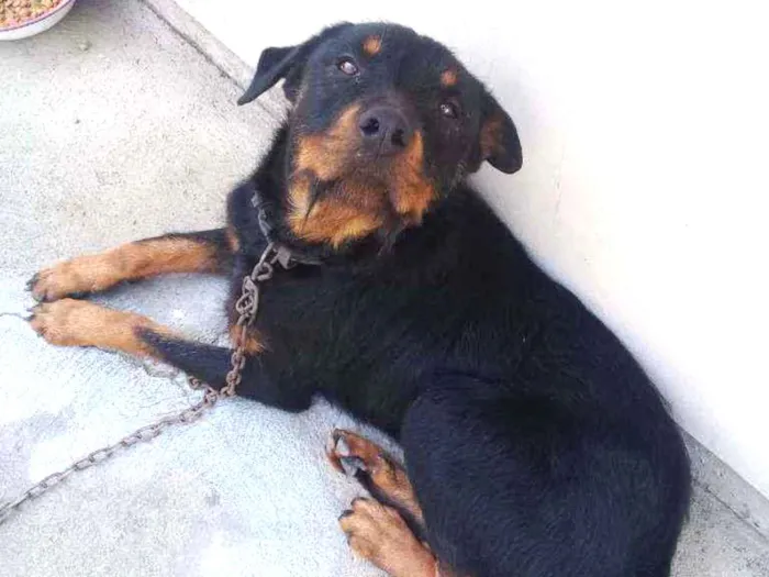 Cachorro ra a Rotiveiller  idade 2 anos nome Thor