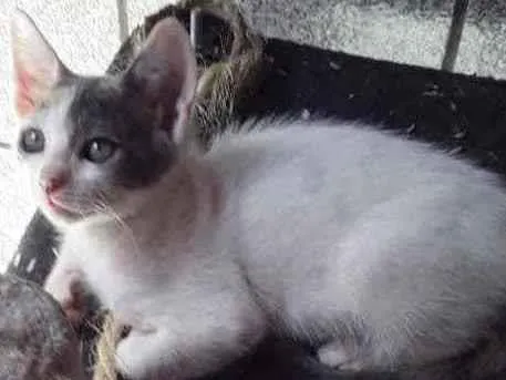 Gato raça Srd idade Abaixo de 2 meses nome Liz