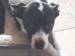 Cachorro raça SRD idade 1 ano nome MARIA AMORA