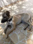 Cachorro raça SRD idade 7 a 11 meses nome Thor