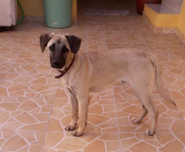 Cachorro raça SRD idade 7 a 11 meses nome Thor