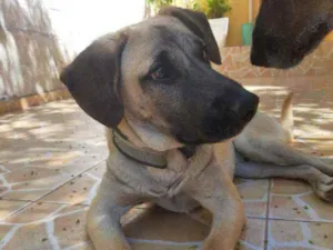 Cachorro raça SRD idade 7 a 11 meses nome Thor