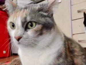 Gato raça Srd idade 1 ano nome Fumaça 