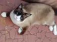 Gato raça Srd idade 1 ano nome Bolacha 