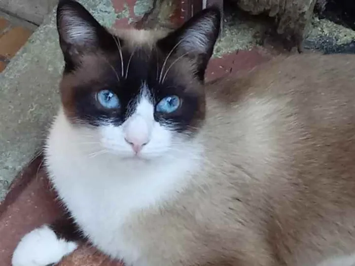 Gato raça Srd idade 1 ano nome Bolacha 