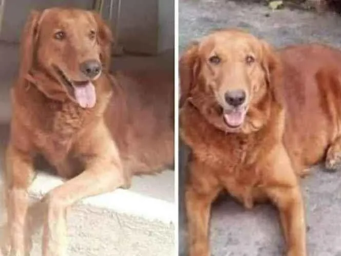 Cachorro ra a Golden idade 4 anos nome Pandora