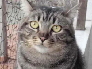 Gato raça Srd idade 1 ano nome Tom gatinho fofo
