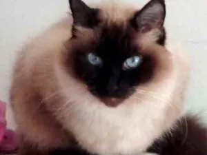 Gato raça Srd idade 2 anos nome Gatinha 