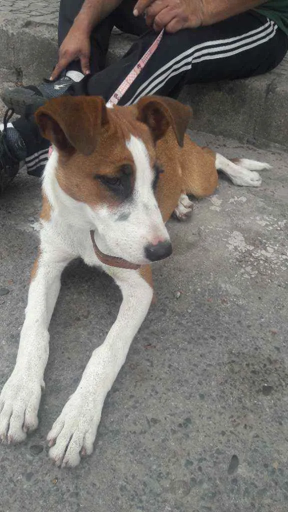 Cachorro raça Sem raça  idade 7 a 11 meses nome Floor 