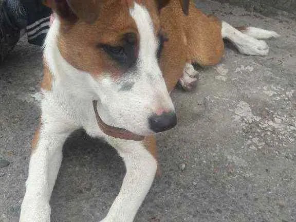 Cachorro raça Sem raça  idade 7 a 11 meses nome Floor 