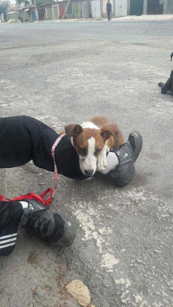 Cachorro raça Sem raça  idade 7 a 11 meses nome Floor 