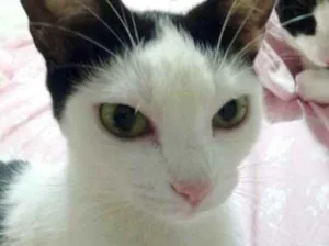 Gato raça Srd idade 1 ano nome Cherry Linda 
