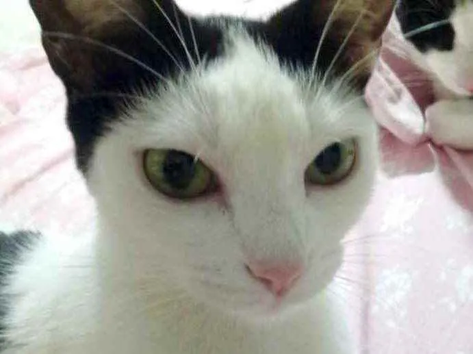 Gato raça Srd idade 1 ano nome Cherry Linda 