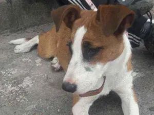 Cachorro raça Sem raça  idade 7 a 11 meses nome Floor 