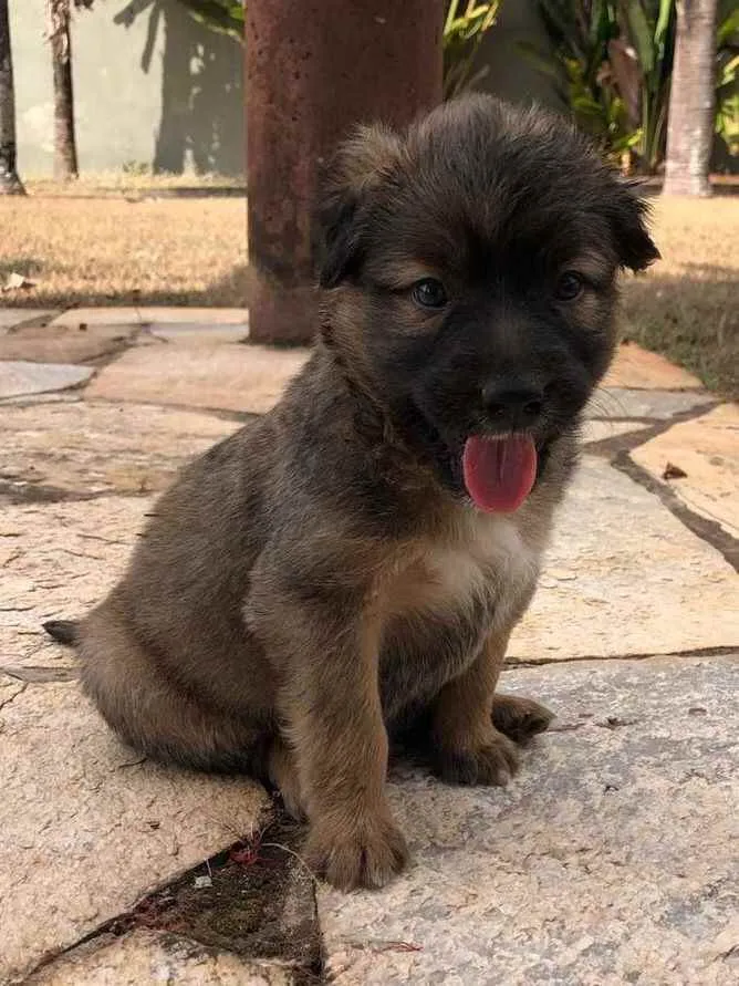 Cachorro ra a SRD idade Abaixo de 2 meses nome Frida