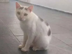 Gato raça Sem raça definida  idade 4 anos nome Neve