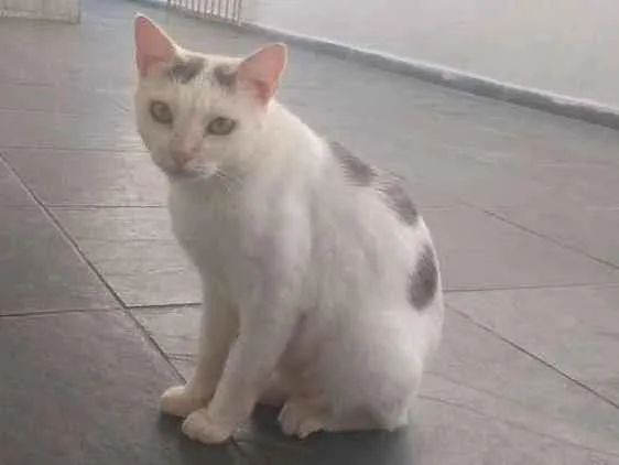 Gato ra a Sem raça definida  idade 4 anos nome Neve