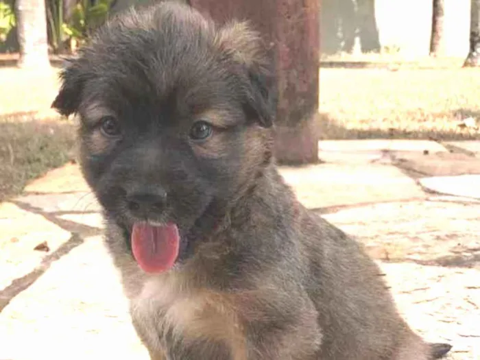 Cachorro ra a SRD idade Abaixo de 2 meses nome Frida