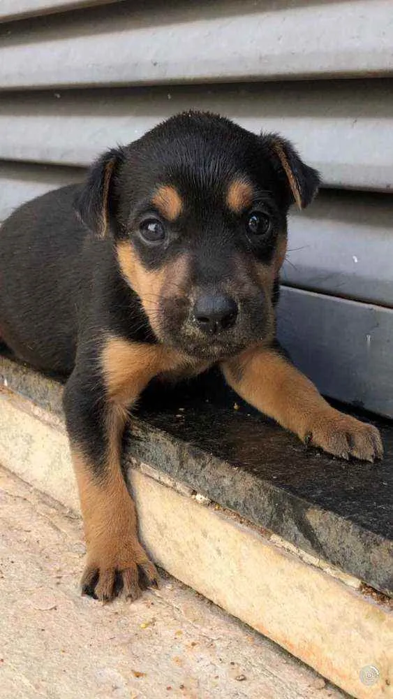 Cachorro ra a SRD idade Abaixo de 2 meses nome Luna